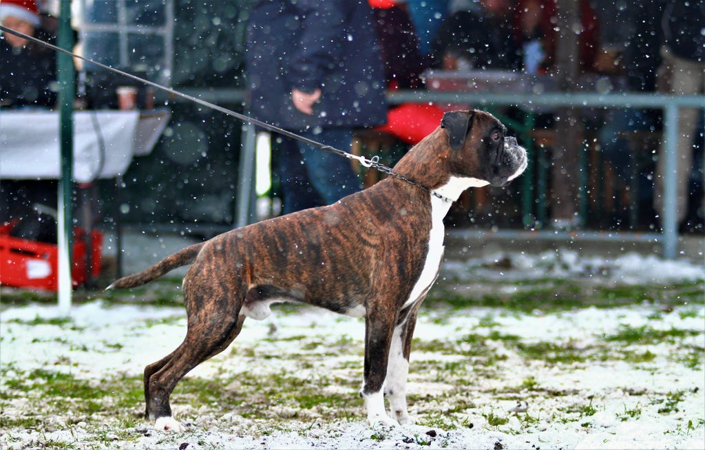 Daris und Friedas Sohn Humbold von den Elbstrolchen
