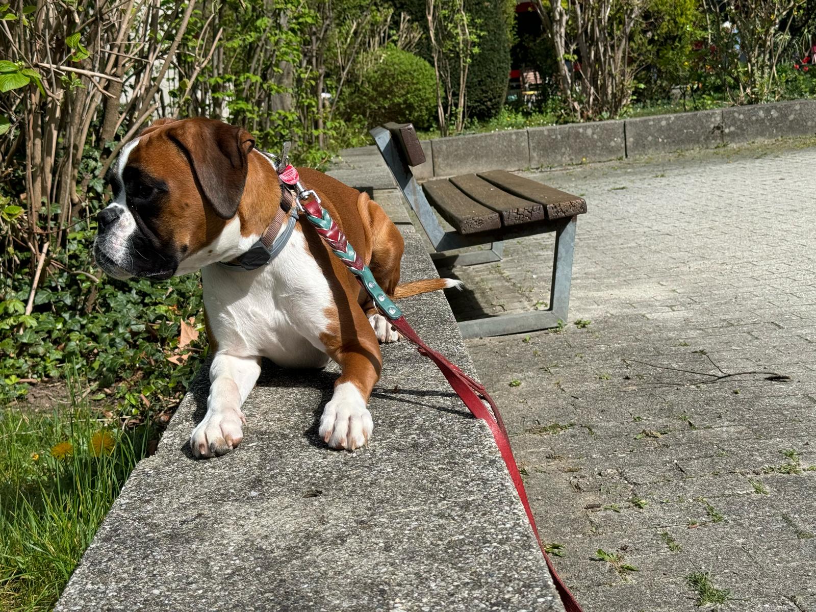 Amarella von Eldariba